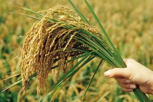 農(nóng)業(yè)部2018年減少水稻玉米小麥種植面積政策 保障糧食安全與推進綠色農(nóng)業(yè)并行