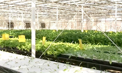 全國蔬菜在田面積穩(wěn)中有增，農(nóng)業(yè)面源與重金屬污染防治技術(shù)服務(wù)同步推進