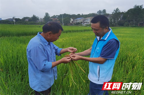醴陵田間培訓 為糧食豐收保駕護航，強化農業(yè)面源和重金屬污染防治技術服務