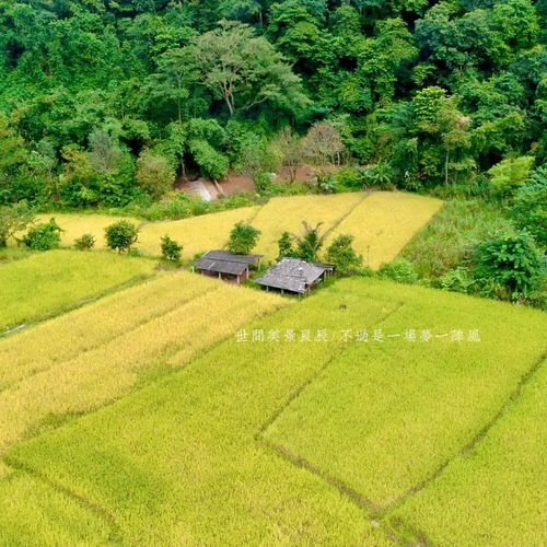 生長在礦泉水里的仙境香米 只送不賣的生態珍品，限量供應背后的農業治污使命