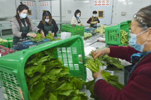 新經濟觀點丨吃菜也能減碳 農業專家為你解密社區電商如何助力低碳蔬菜走出實驗室