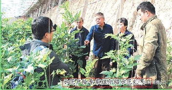 農(nóng)業(yè)專家組支招設(shè)施蔬菜面源污染綜合防治